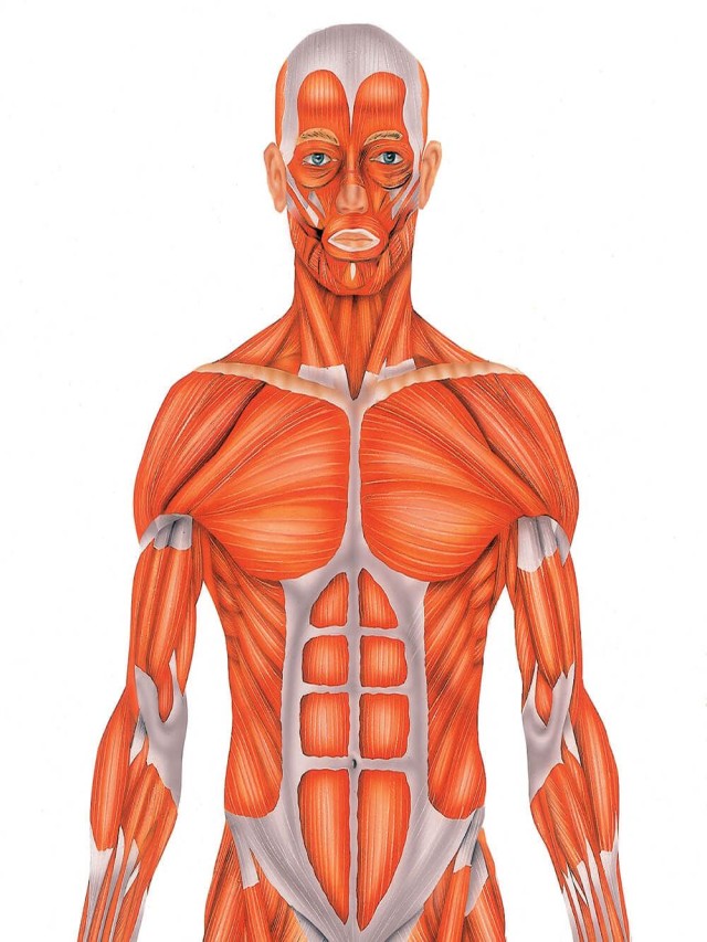 Sintético 90+ Foto imagen de los musculos del cuerpo humano Alta definición completa, 2k, 4k