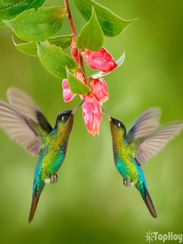 Álbumes 99+ Foto imagen de un colibri en una flor Mirada tensa