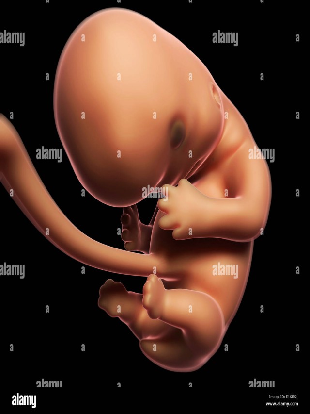 Arriba 102+ Foto imagen de un feto de 1 mes Actualizar