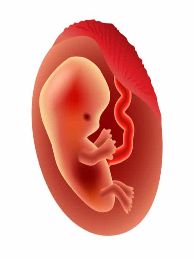 Lista 105+ Foto imagen de un feto de un mes Alta definición completa, 2k, 4k