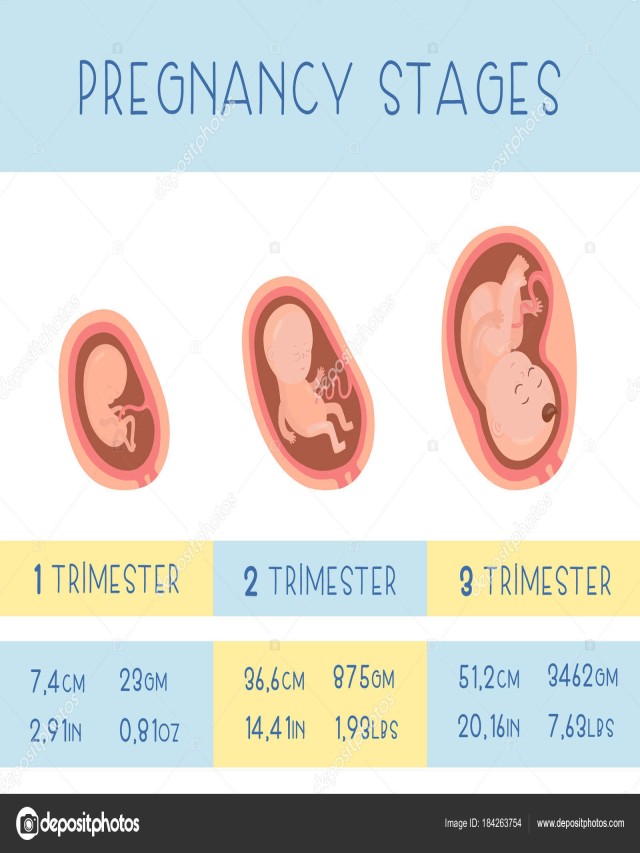 Lista 91+ Foto imagen del primer trimestre de embarazo Lleno