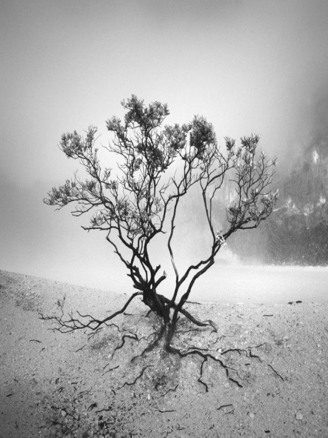 Sintético 95+ Foto imagenes bonitas en blanco y negro Mirada tensa