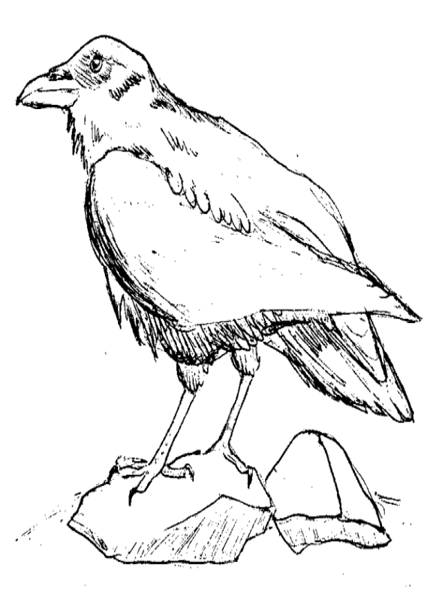 Arriba 104+ Imagen imagenes de un cuervo para colorear Lleno