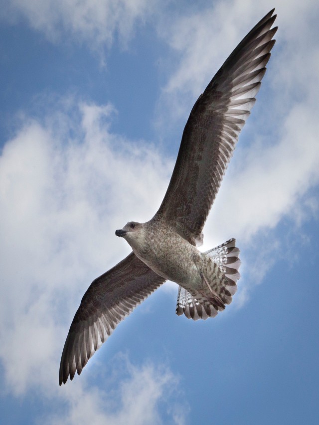 Lista 96+ Imagen imagenes de aves volando para imprimir Cena hermosa