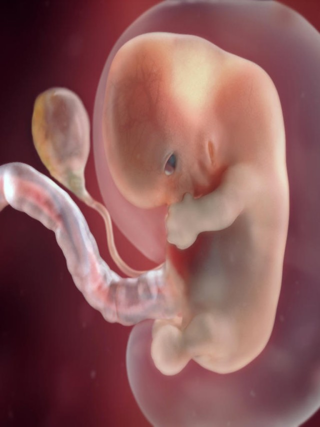 Lista 102+ Foto imágenes de 8 semanas de embarazo Alta definición completa, 2k, 4k