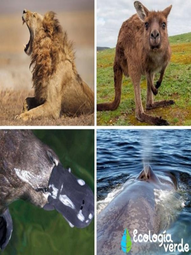 Arriba 97+ Foto imagenes de animales con respiración pulmonar Alta definición completa, 2k, 4k