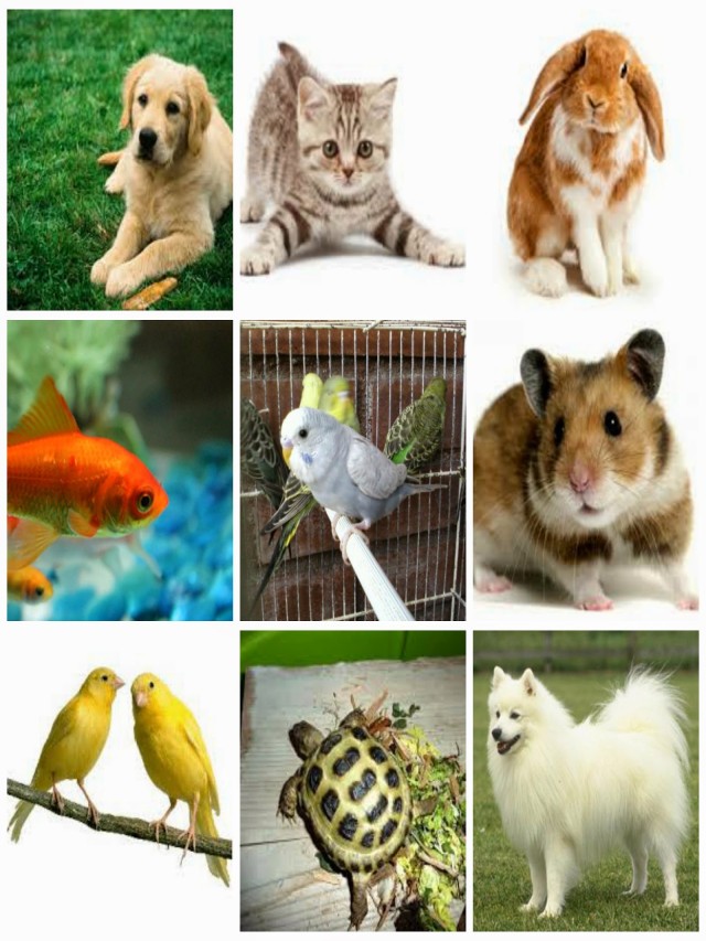 Arriba 94+ Foto imágenes de animales domésticos para imprimir Actualizar