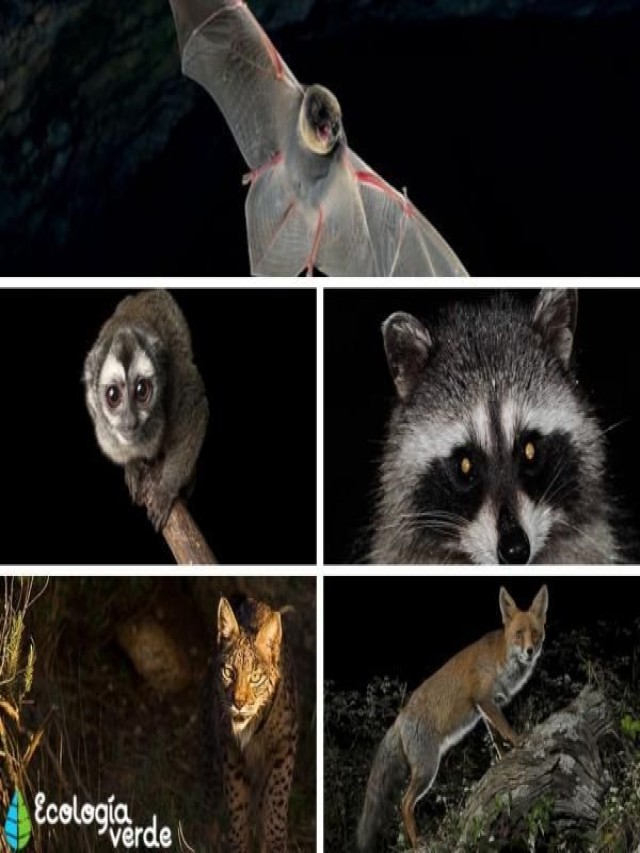 Lista 103+ Foto imagenes de animales nocturnos y diurnos Actualizar