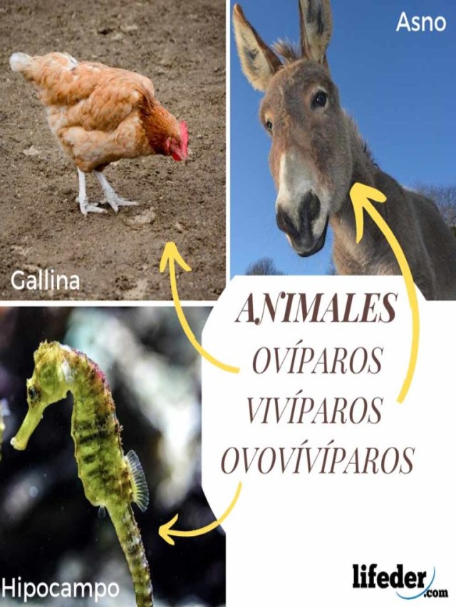 Álbumes 103+ Foto imagenes de animales oviparos y viviparos Mirada tensa