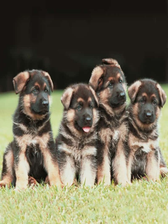 Lista 90+ Foto imágenes de cachorros de pastor alemán Alta definición completa, 2k, 4k