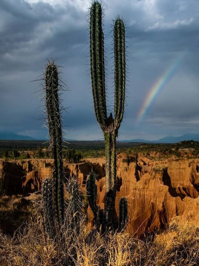 Lista 101+ Foto imagenes de cactus en el desierto Lleno