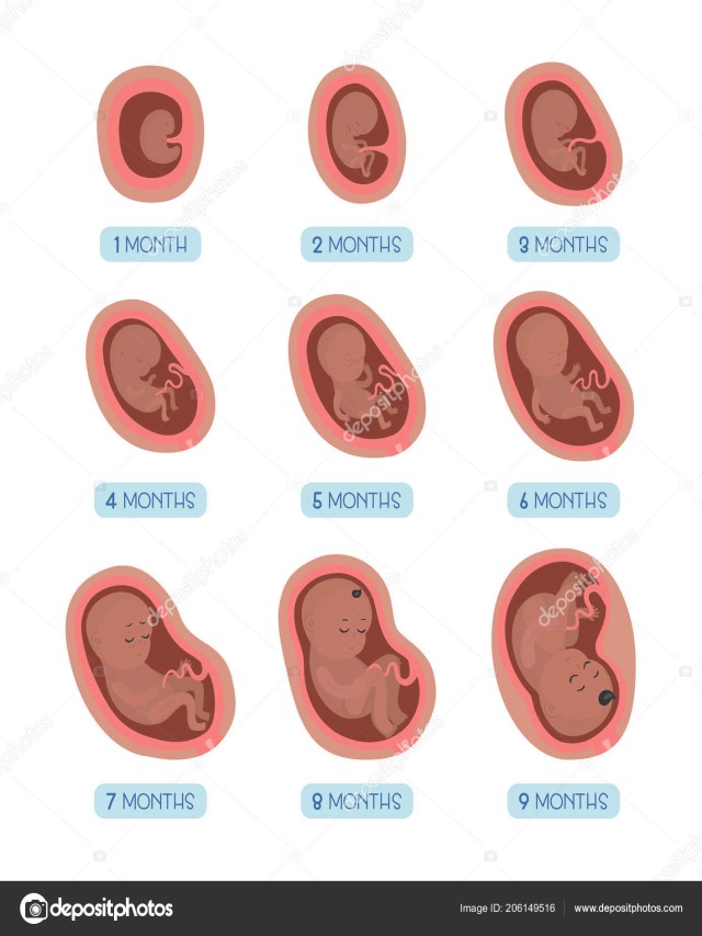 Lista 96+ Foto imágenes de embarazo mes a mes Alta definición completa, 2k, 4k