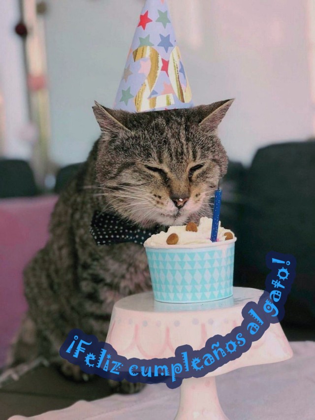 Lista 94+ Foto imagenes de feliz cumpleaños de gatos Lleno