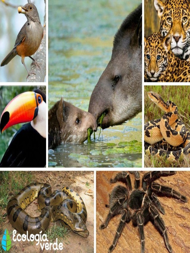 Lista 105+ Foto imagenes de flora y fauna de brasil Lleno