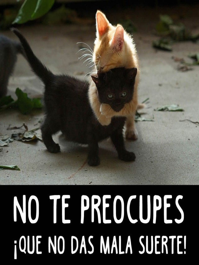 Arriba 101+ Foto imagenes de gatos con frases para facebook chistosas Actualizar