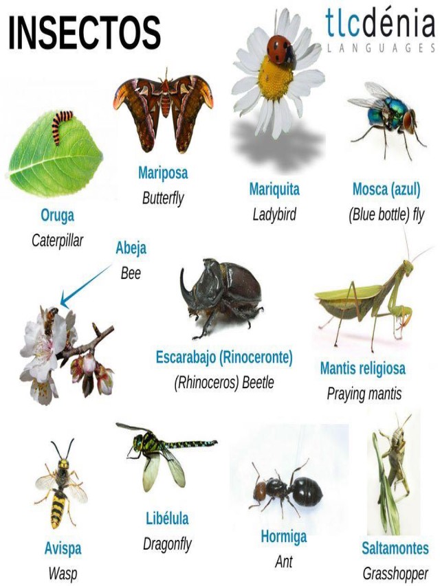 Lista 104+ Foto imagenes de insectos con su nombre Actualizar