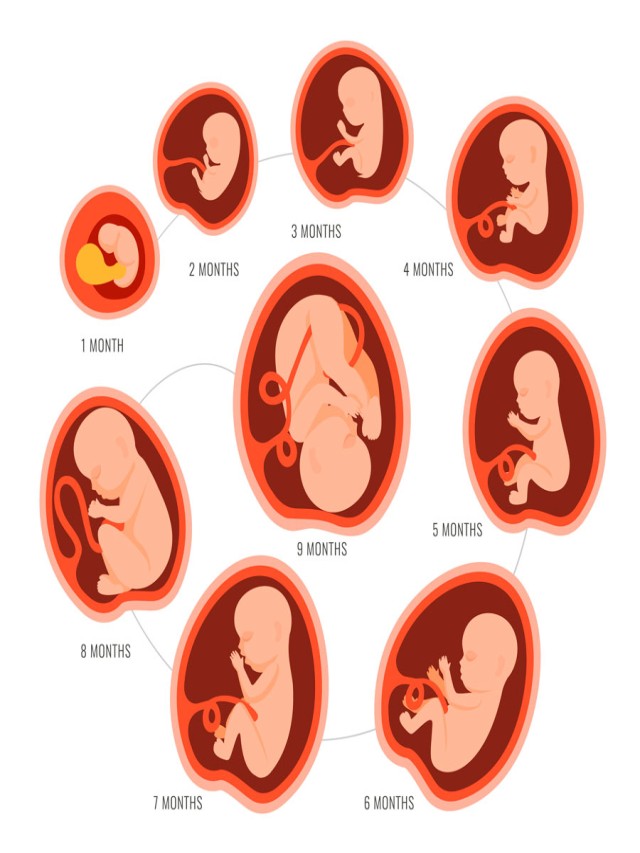 Lista 99+ Foto imágenes de la etapa del embarazo Alta definición completa, 2k, 4k