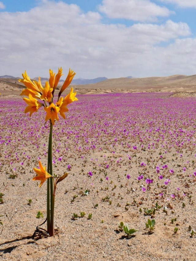 Lista 101+ Foto imagenes de la flora del desierto Mirada tensa