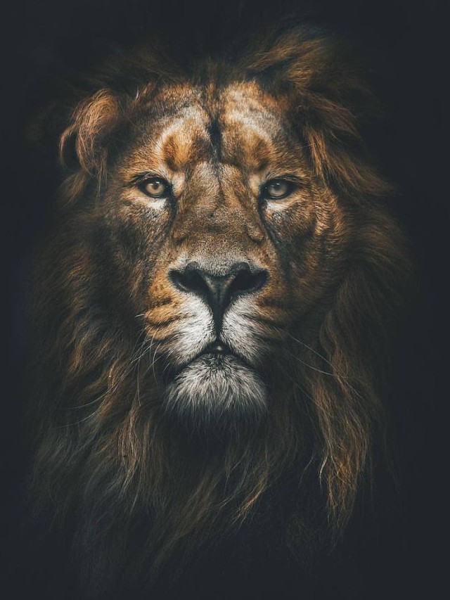 Lista 103+ Foto imágenes de leones para perfil de whatsapp Cena hermosa