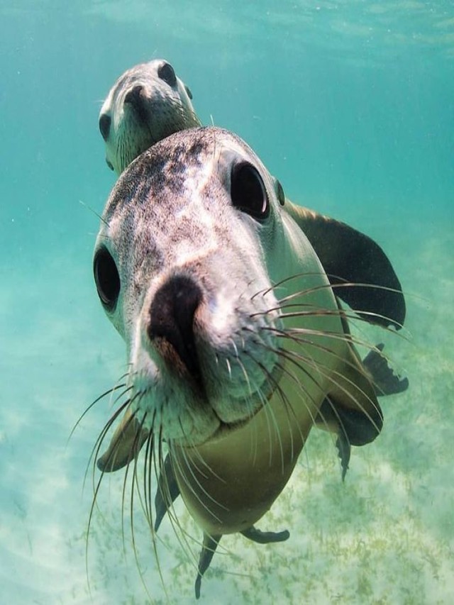 Lista 92+ Foto imágenes de los animales marinos Cena hermosa