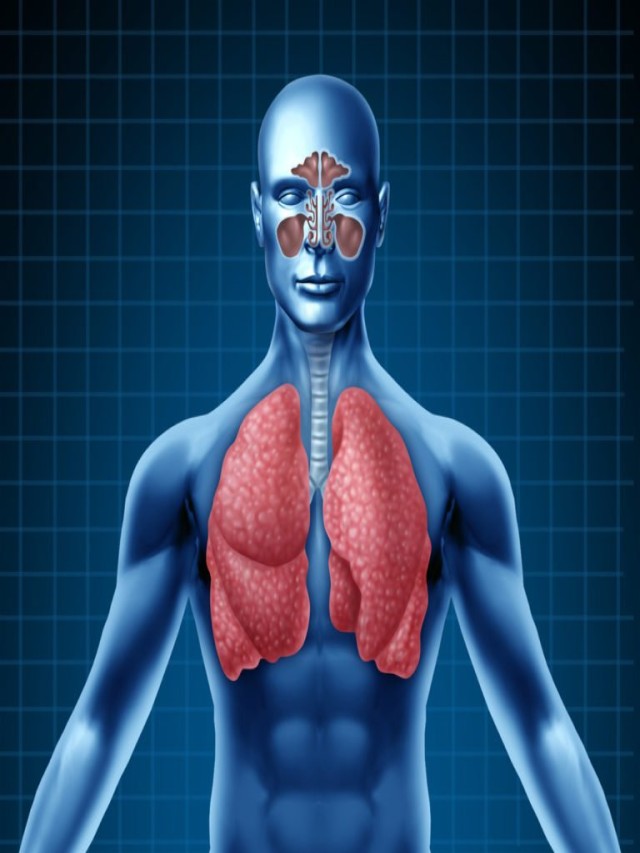 Álbumes 94+ Foto imagenes de los pulmones en el cuerpo humano Lleno