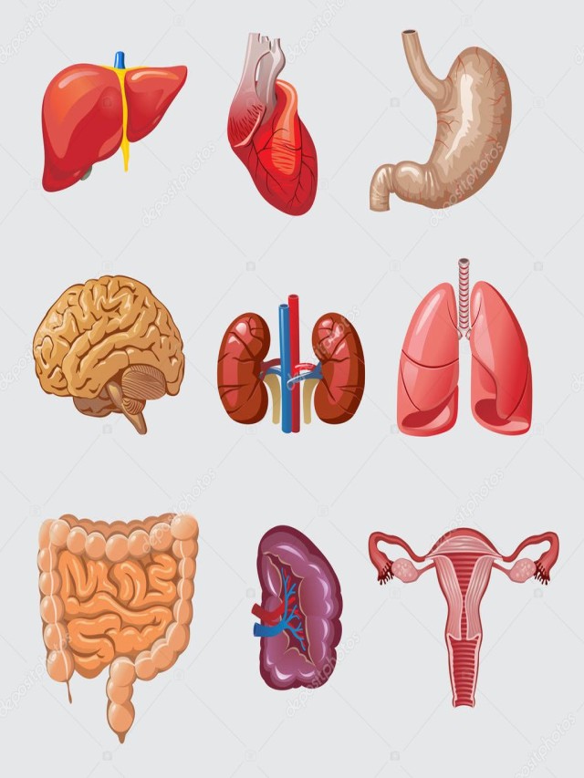 Sintético 105+ Foto imagenes de organos del cuerpo humano Alta definición completa, 2k, 4k