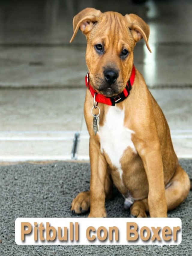 Álbumes 93+ Foto imágenes de perros boxer cruzado con pitbull Cena hermosa