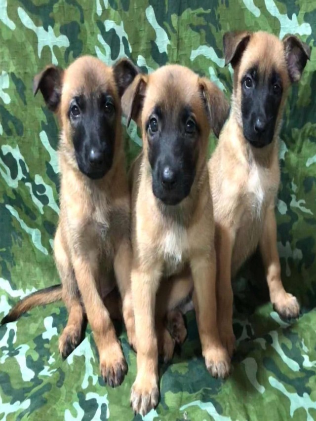 Sintético 90+ Foto imágenes de perros pastor belga malinois El último
