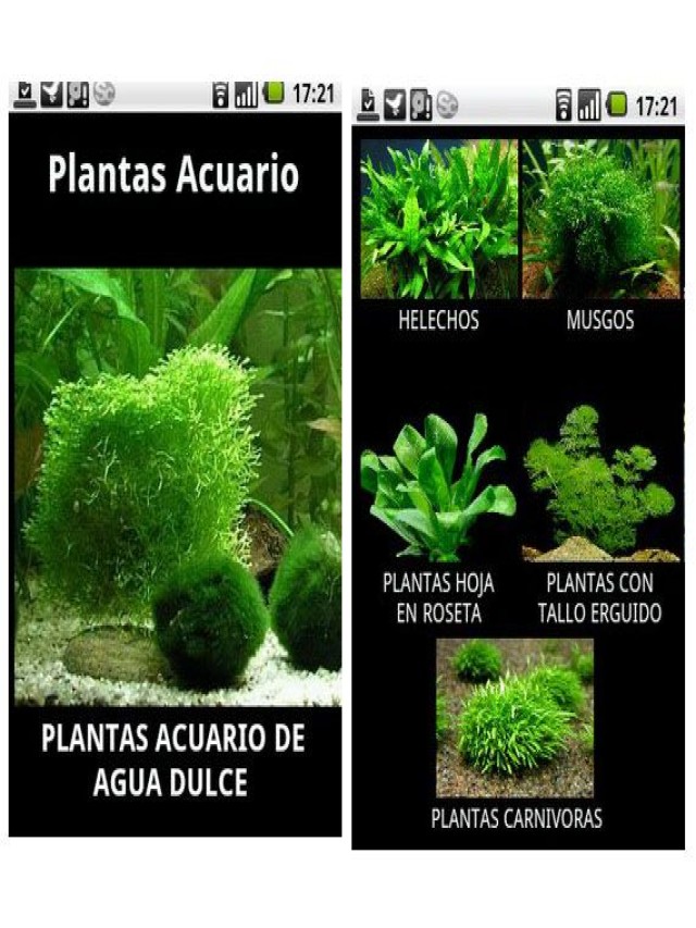 Lista 98+ Foto imagenes de plantas acuaticas y sus nombres Mirada tensa