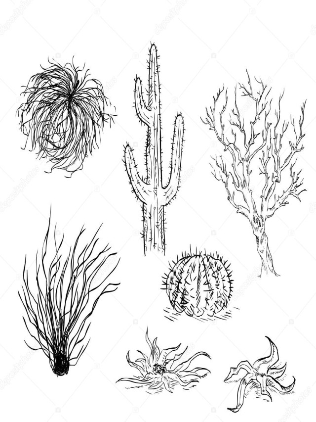 Lista 105+ Foto imagenes de plantas del desierto para colorear Alta definición completa, 2k, 4k