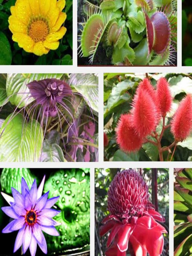 Lista 99+ Foto imágenes de plantas en peligro de extinción Alta definición completa, 2k, 4k