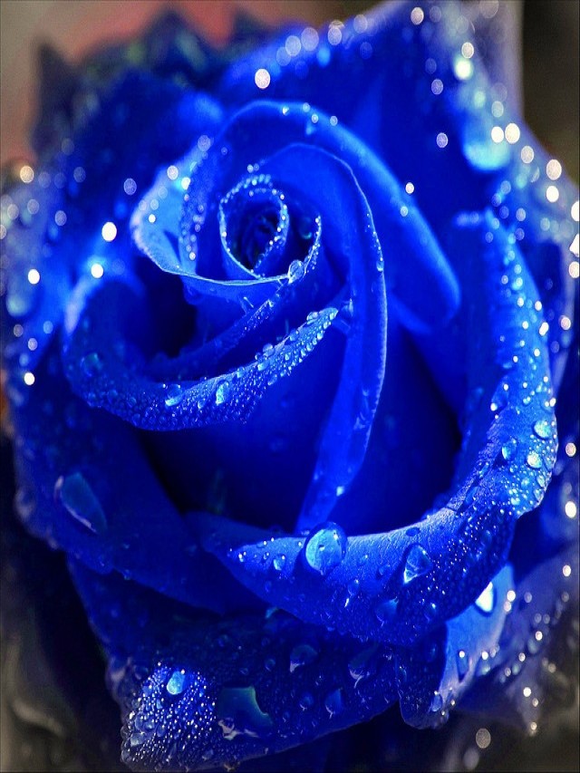 Sintético 103+ Foto imagenes de rosas azules brillantes con movimiento Cena hermosa