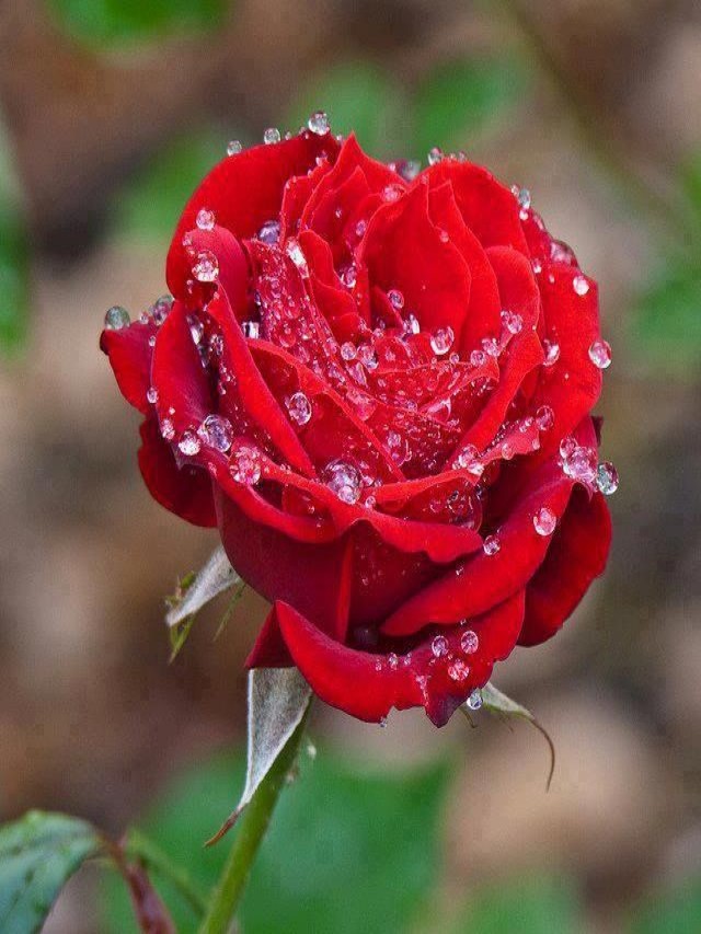 Lista 94+ Foto imágenes de rosas rojas para perfil de whatsapp Mirada tensa