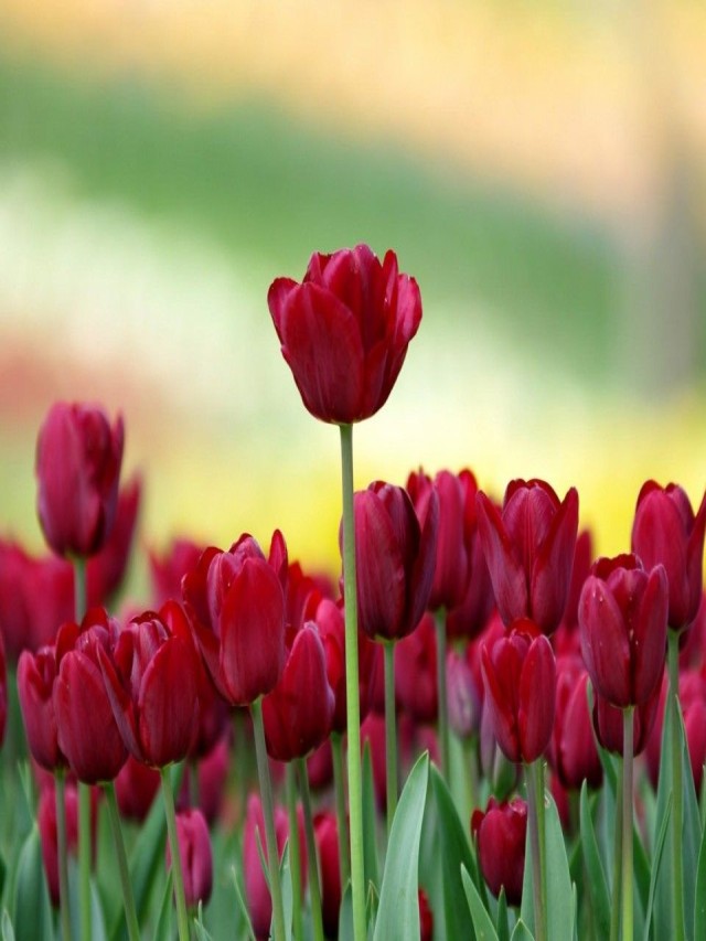 Sintético 101+ Foto imágenes de tulipanes para fondo de pantalla Lleno