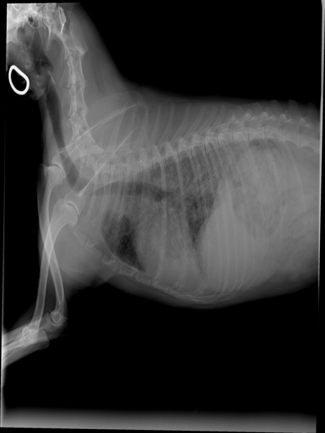 Sintético 97+ Foto imágenes de tumores en los perros Lleno