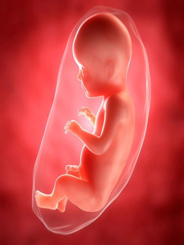 Lista 97+ Foto imágenes de un feto de 7 meses El último