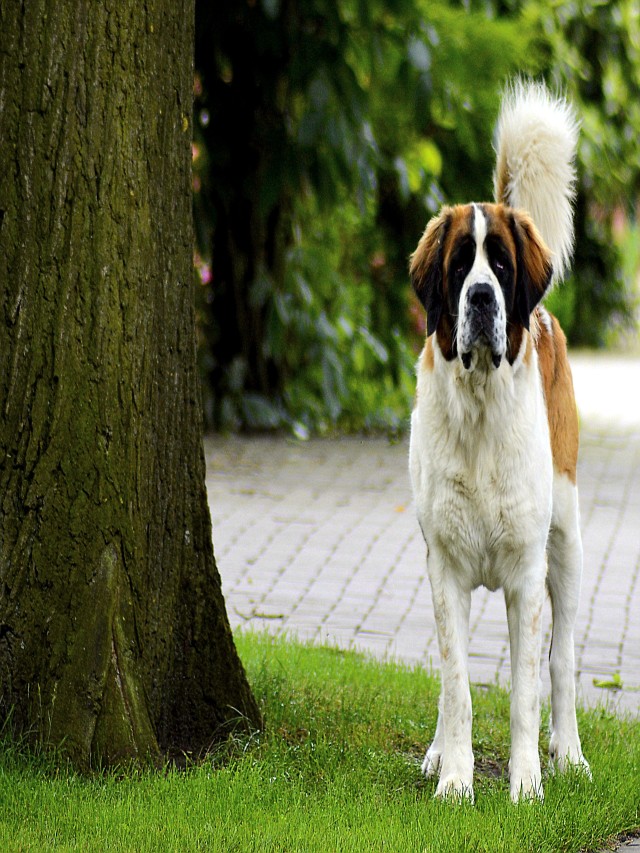 Sintético 102+ Foto imágenes de un perro san bernardo Alta definición completa, 2k, 4k