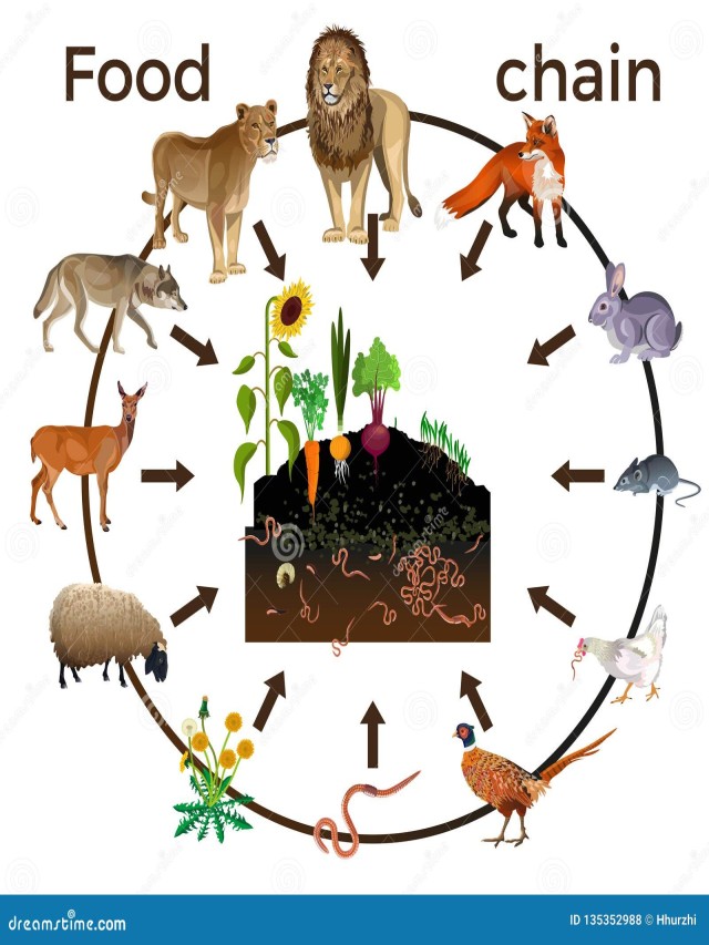 Arriba 93+ Foto imagenes de una cadena alimenticia de animales Alta definición completa, 2k, 4k