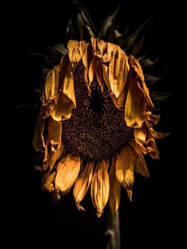 Sintético 96+ Foto imagenes de una flor marchita Mirada tensa