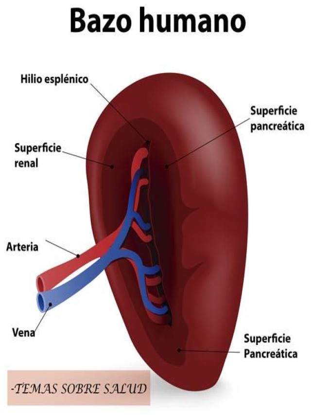 Lista 91+ Foto imagenes del bazo en el cuerpo humano Lleno