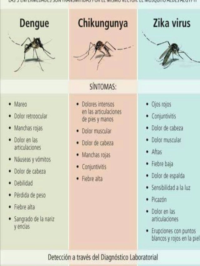 Arriba 90+ Foto imagenes del dengue chikungunya y zika El último