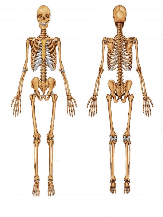 Lista 100+ Foto imagenes del esqueleto del cuerpo humano Alta definición completa, 2k, 4k