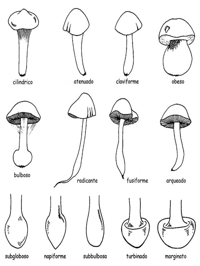 Lista 94+ Foto imagenes del reino fungi para colorear El último