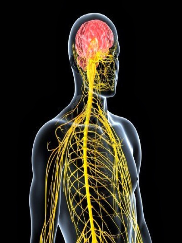 Lista 92+ Foto imagenes del sistema nervioso central en 3d Mirada tensa