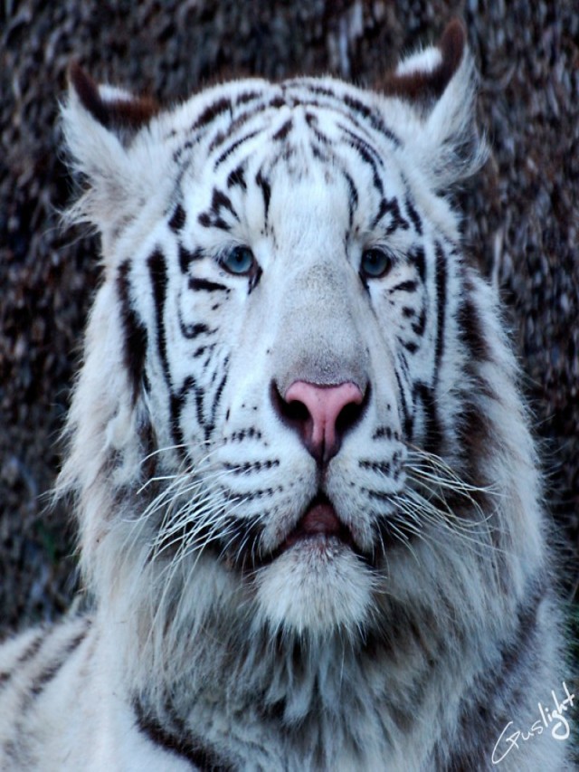 Lista 91+ Foto imagenes del tigre de bengala blanco Cena hermosa