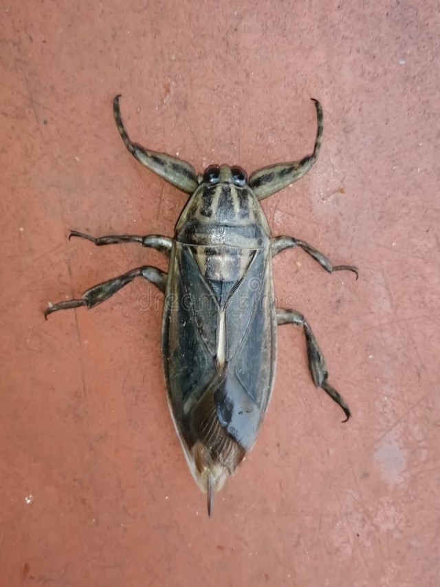Arriba 101+ Foto insecto gigante de agua (belostomatidae) Cena hermosa
