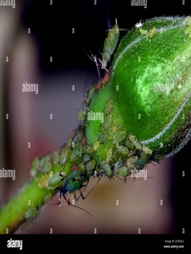 Lista 93+ Foto insectos que succionan la savia de las plantas Alta definición completa, 2k, 4k