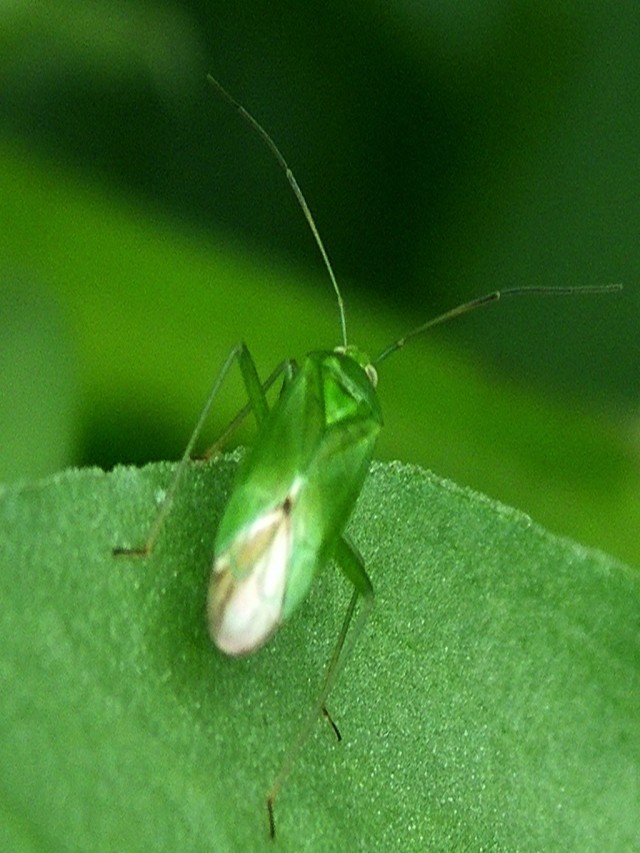 Lista 90+ Foto insectos verdes pequeños voladores en casa Mirada tensa