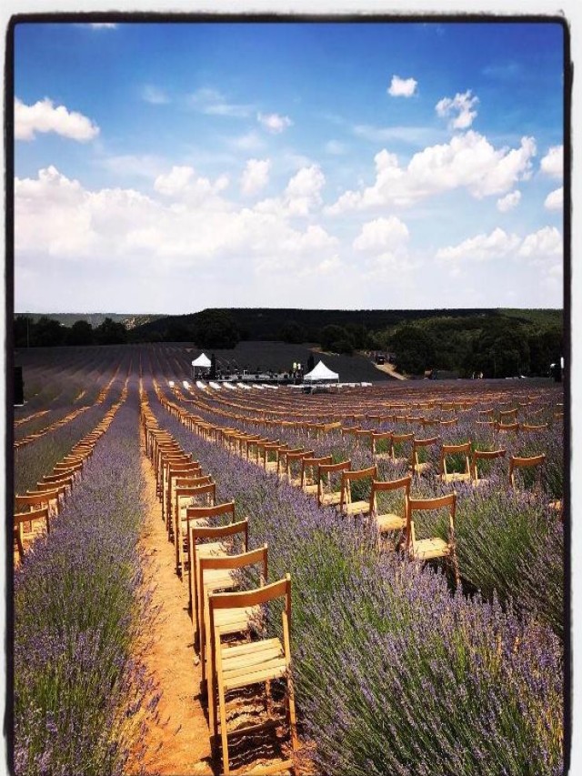 Lista 105+ Foto ix festival de la lavanda, campos de lavanda, 16 de julio El último