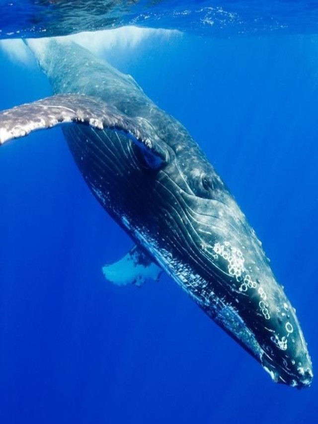 Lista 100+ Foto la ballena azul es el animal más grande del mundo El último